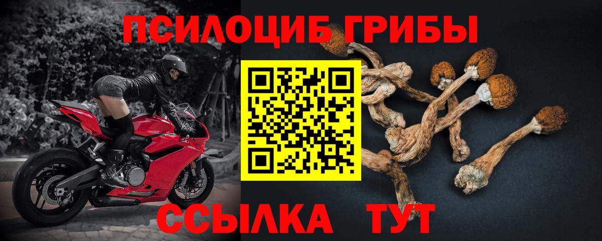 Псилоцибиновые грибы Cubensis Муравленко